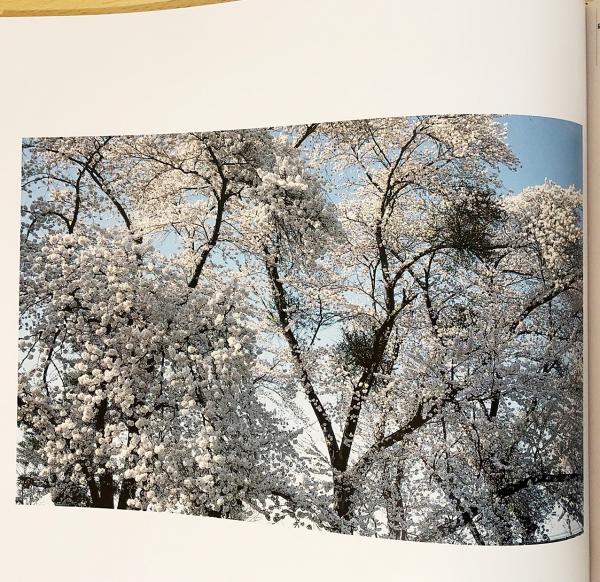 さくら・桜・サクラ120 : 東松照明作品集(東松照明=著；伊藤俊治、石岡