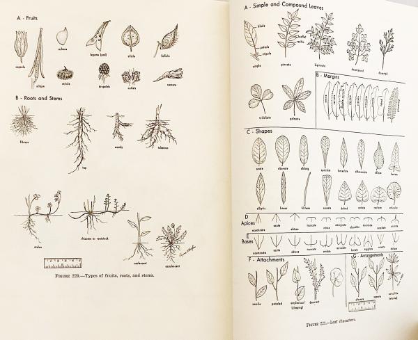 英語洋書 アメリカの厳選された雑草 Selected Weeds Of The United States アブストラクト古書店 古本 中古本 古書籍の通販は 日本の古本屋 日本の古本屋 英語洋書 アメリカの厳選された雑草 Selected Weeds Of The United States アブストラクト古書店 古本 中古本 古書籍の通販は 日本の古本屋 日本の古本屋
