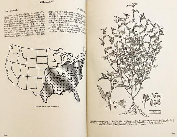 英語洋書 アメリカの厳選された雑草 Selected Weeds Of The United States アブストラクト古書店 古本 中古本 古書籍の通販は 日本の古本屋 日本の古本屋 英語洋書 アメリカの厳選された雑草 Selected Weeds Of The United States アブストラクト古書店 古本 中古本 古書籍の通販は 日本の古本屋 日本の古本屋