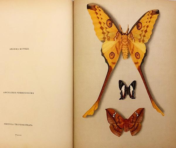 英語 生物洋書】 蝶と蛾：36枚のカラープレート 『Butterflies