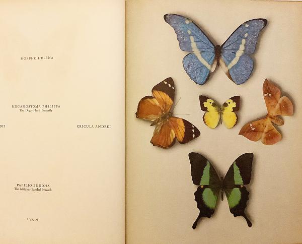 英語 生物洋書 蝶と蛾 36枚のカラープレート Butterflies And Moths Thirty Six Plates In Colour アルフレッド ヴェルナー著 1956 Introduction By Alfred Werner アルフレッド ヴェルナー 古本 中古本 古書籍の通販は 日本の古本屋 日本の古本屋