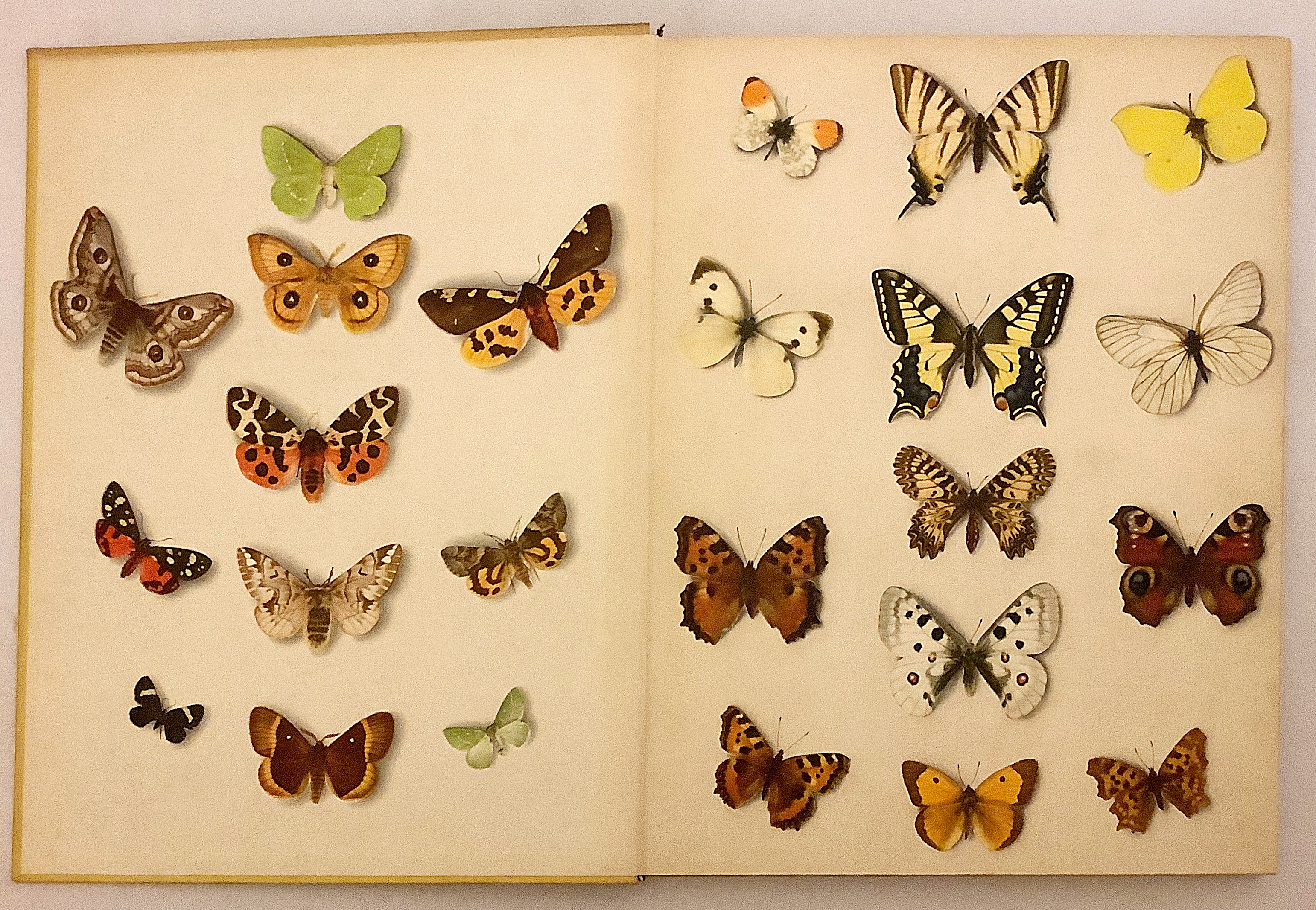英語 生物洋書 蝶と蛾 36枚のカラープレート Butterflies And Moths Thirty Six Plates In Colour アルフレッド ヴェルナー著 1956 Introduction By Alfred Werner アルフレッド ヴェルナー 古本 中古本 古書籍の通販は 日本の古本屋 日本の古本屋