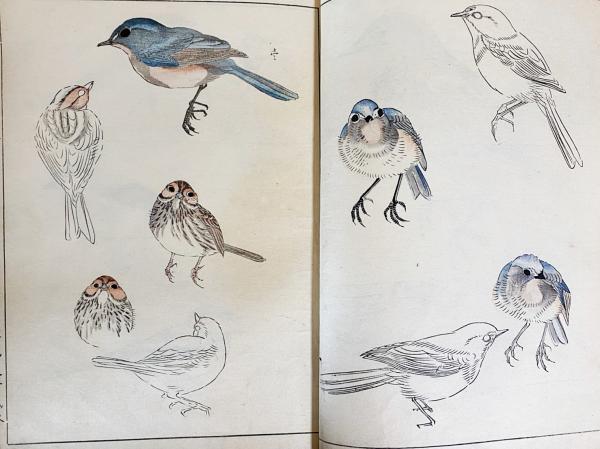 英章百鳥画譜 第1〜3巻 （全4冊の内,第4巻欠)(土田英章 画 ; 土田喜園
