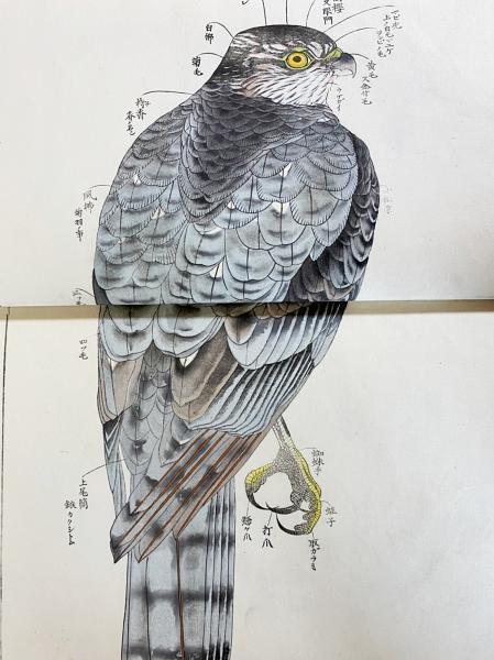 英章百鳥画譜 第1〜3巻 （全4冊の内,第4巻欠)(土田英章 画 ; 土田喜園