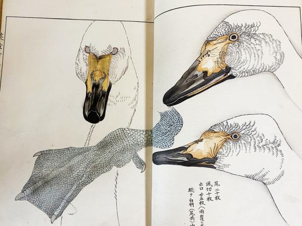 英章百鳥画譜 第1〜3巻 （全4冊の内,第4巻欠)(土田英章 画 ; 土田喜園