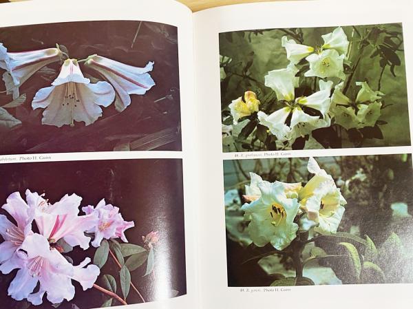 英語洋書 シャクナゲ種 植物図鑑 3冊セット 全4巻の内 第4巻欠 The Rhododendron Species H H Davidian 古本 中古本 古書籍の通販は 日本の古本屋 日本の古本屋