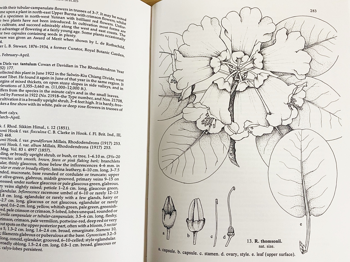 英語洋書 シャクナゲ種 植物図鑑 3冊セット 全4巻の内 第4巻欠 The Rhododendron Species H H Davidian 古本 中古本 古書籍の通販は 日本の古本屋 日本の古本屋