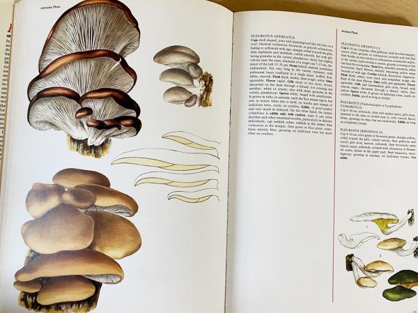 開店祝い 「 THE BOOK OF FUNGI 」世界きのこ大図鑑 オリジナル英語版