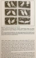 【英語洋書】 非定型集団における言語処理 『Language processing in atypical populations』