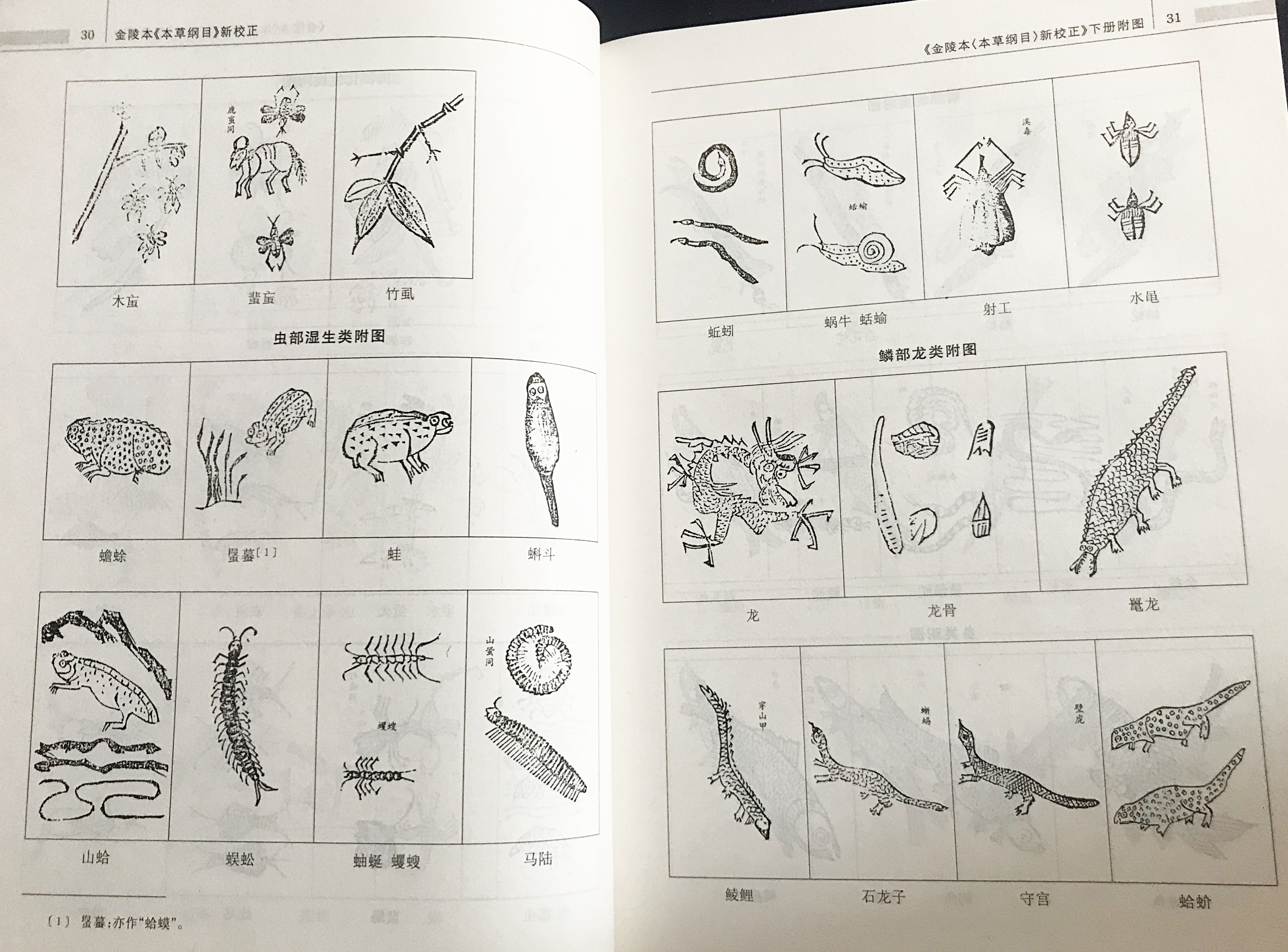 中文書 金陵本 本草綱目：新校正 上下全2冊揃((明) 李時珍=著；銭超法