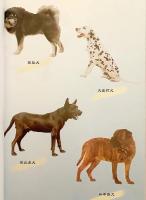 【中文書】 食用犬養殖の工業化 新技術 『工厂化肉犬饲养新技术』 (工廠化肉犬飼養新技術)  ●犬食文化