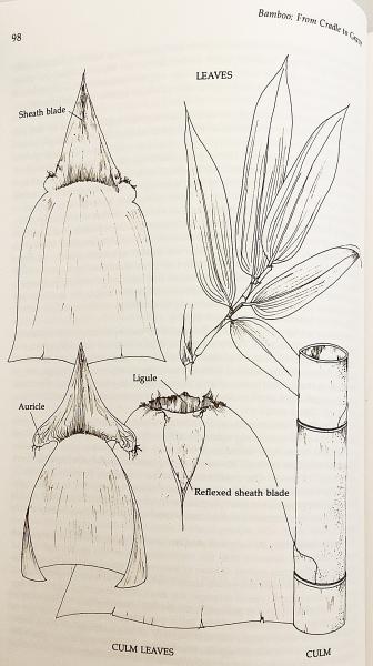 英語洋書】 タイのゴールデン・トライアングル (黄金の三角地帯) の