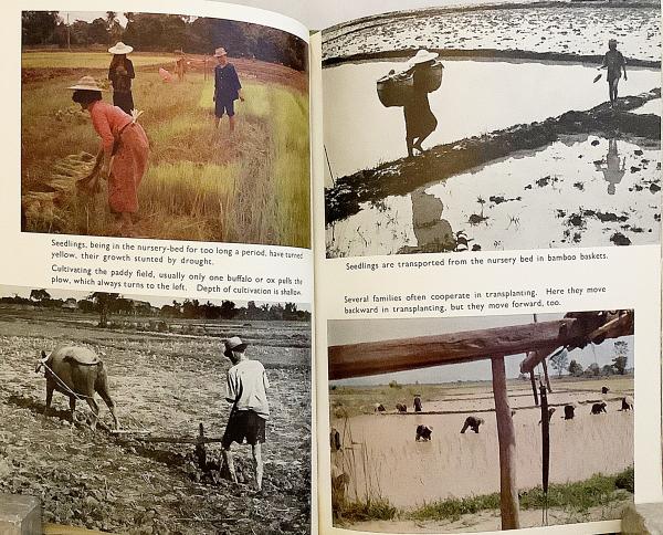大学 兄弟割引 英語洋書】 タイ北部のもち米 『Glutinous rice in northern 人文