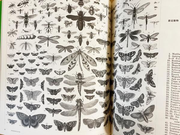 2冊セット】 ①植物画・動物画コレクション : 「花・草・木」「鳥・獣