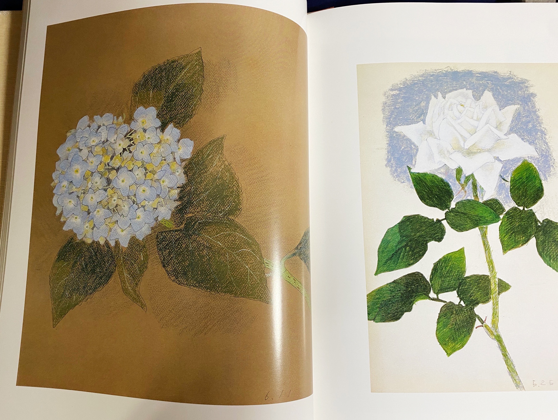 山本倉丘画集   /京都書院/山本倉丘（大型本） 山本倉丘画集 /京都書院/山本倉丘（大型本）
