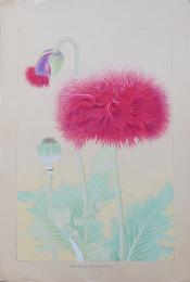土屋楽山 木版画 洋草花譜『パパベン(パパヴェル)ソムニフェルム(Papaven Somniferum)』