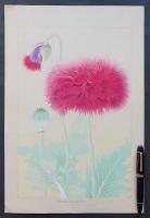 土屋楽山 木版画 洋草花譜『パパベン(パパヴェル)ソムニフェルム(Papaven Somniferum)』