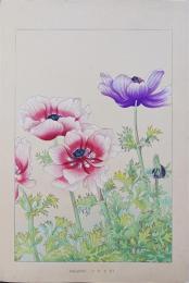 土屋楽山 木版画 洋草花譜『アネモネ (Anemone)』
