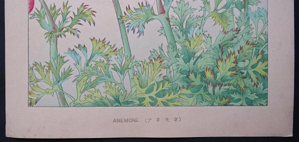 土屋楽山 木版画 洋草花譜『アネモネ (Anemone
