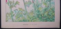 土屋楽山 木版画 洋草花譜『アネモネ (Anemone)』
