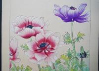 土屋楽山 木版画 洋草花譜『アネモネ (Anemone)』