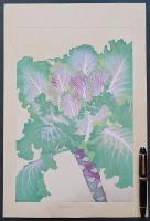 土屋楽山 木版画 洋草花譜『ブラシカ (Brassica』