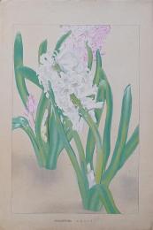 土屋楽山（楽山篁子生）木版画 洋草花譜『ヒヤシンス(Hyacinthus)』