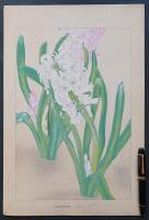 土屋楽山（楽山篁子生）木版画 洋草花譜『ヒヤシンス(Hyacinthus)』