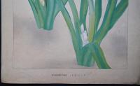 土屋楽山（楽山篁子生）木版画 洋草花譜『ヒヤシンス(Hyacinthus)』