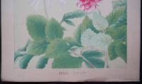 土屋楽山（楽山篁子生） 木版画 洋草花譜『ダリア (Dahlia)』