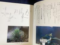 高山植物を寄植盆栽にして楽しむ