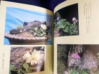 高山植物を寄植盆栽にして楽しむ