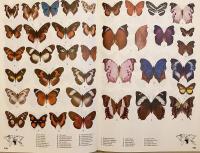 【英語洋書】 原色世界蝶類図鑑：5000種以上のカラー写真掲載 『Butterflies of the world: Over 5,000 butterflies in full color』