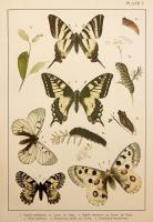 【英語洋書】 イギリス・ヨーロッパの蝶と蛾図鑑：大型鱗翅類 (マクロレピドプテラ) 『British and European Butterflies and Moths : macrolepidoptera』　1895年頃