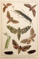 【英語洋書】 イギリス・ヨーロッパの蝶と蛾図鑑：大型鱗翅類 (マクロレピドプテラ) 『British and European Butterflies and Moths : macrolepidoptera』　1895年頃