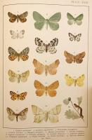 【英語洋書】 イギリス・ヨーロッパの蝶と蛾図鑑：大型鱗翅類 (マクロレピドプテラ) 『British and European Butterflies and Moths : macrolepidoptera』　1895年頃