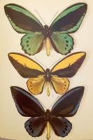 【英語洋書】 蝶と蛾の世界 図鑑 『The world of butterflies and moths』