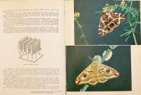 【英語洋書】 蝶と蛾の世界 図鑑 『The world of butterflies and moths』