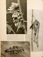 【英語洋書】 蝶と蛾の世界 図鑑 『The world of butterflies and moths』