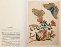 【英語洋書】 蝶, 蛾, その他の昆虫 図譜 『Butterflies, moths and other insects』