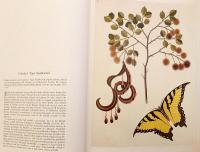 【英語洋書】 蝶, 蛾, その他の昆虫 図譜 『Butterflies, moths and other insects』
