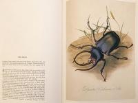 【英語洋書】 蝶, 蛾, その他の昆虫 図譜 『Butterflies, moths and other insects』