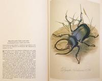 【フランス語洋書】 蝶, 蛾, その他の昆虫 図譜 『Papillons et autres insectes』