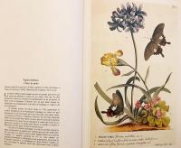 【フランス語洋書】 蝶, 蛾, その他の昆虫 図譜 『Papillons et autres insectes』