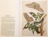 【フランス語洋書】 蝶, 蛾, その他の昆虫 図譜 『Papillons et autres insectes』