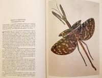 【フランス語洋書】 蝶, 蛾, その他の昆虫 図譜 『Papillons et autres insectes』