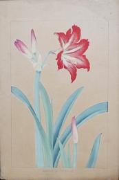 土屋楽山 木版画 洋草花譜『Amaryllis(アマリリス)』