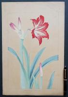 土屋楽山 木版画 洋草花譜『Amaryllis(アマリリス)』