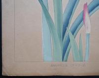 土屋楽山 木版画 洋草花譜『Amaryllis(アマリリス)』