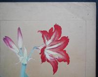 土屋楽山 木版画 洋草花譜『Amaryllis(アマリリス)』